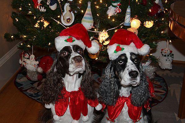Festive Furry Friends