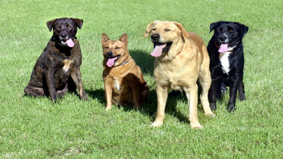 Summer Pet Safety