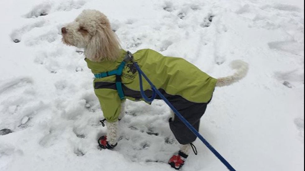 Dog Snowsuits Are the Adorable New Way to Keep Your Furry Best Friend