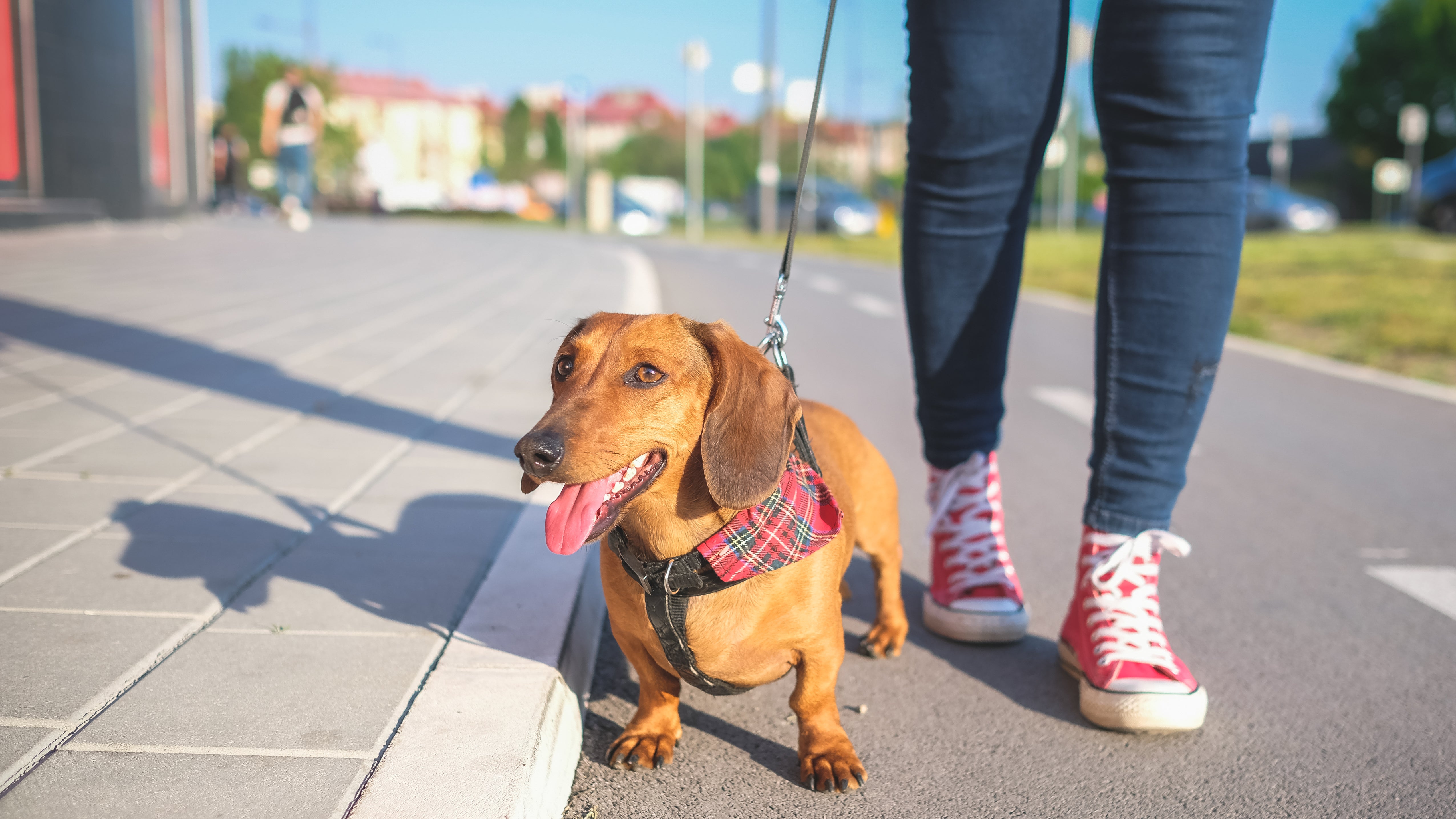A Reminder For Pet Owners About Hot Pavement