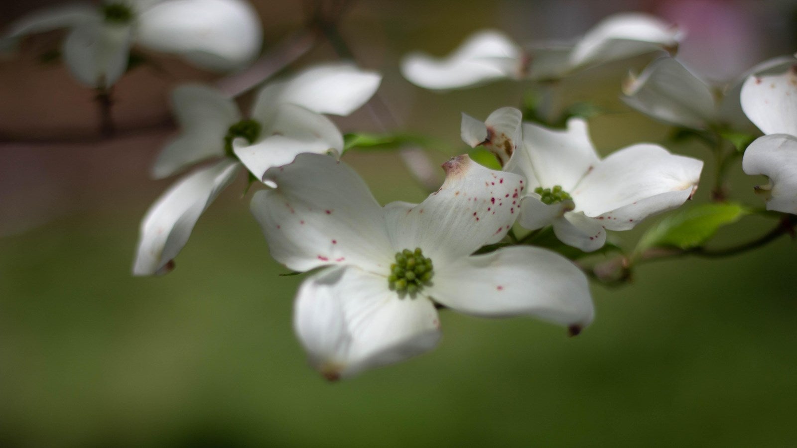 Weather Words: Dogwood Winter