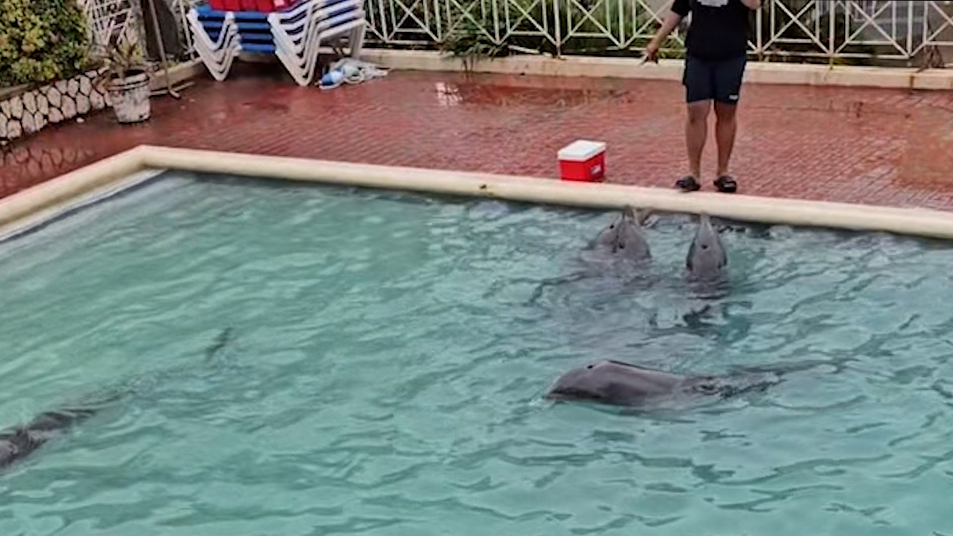 Dolphins Ride Out Hurricane Melissa In Backyard Pool
