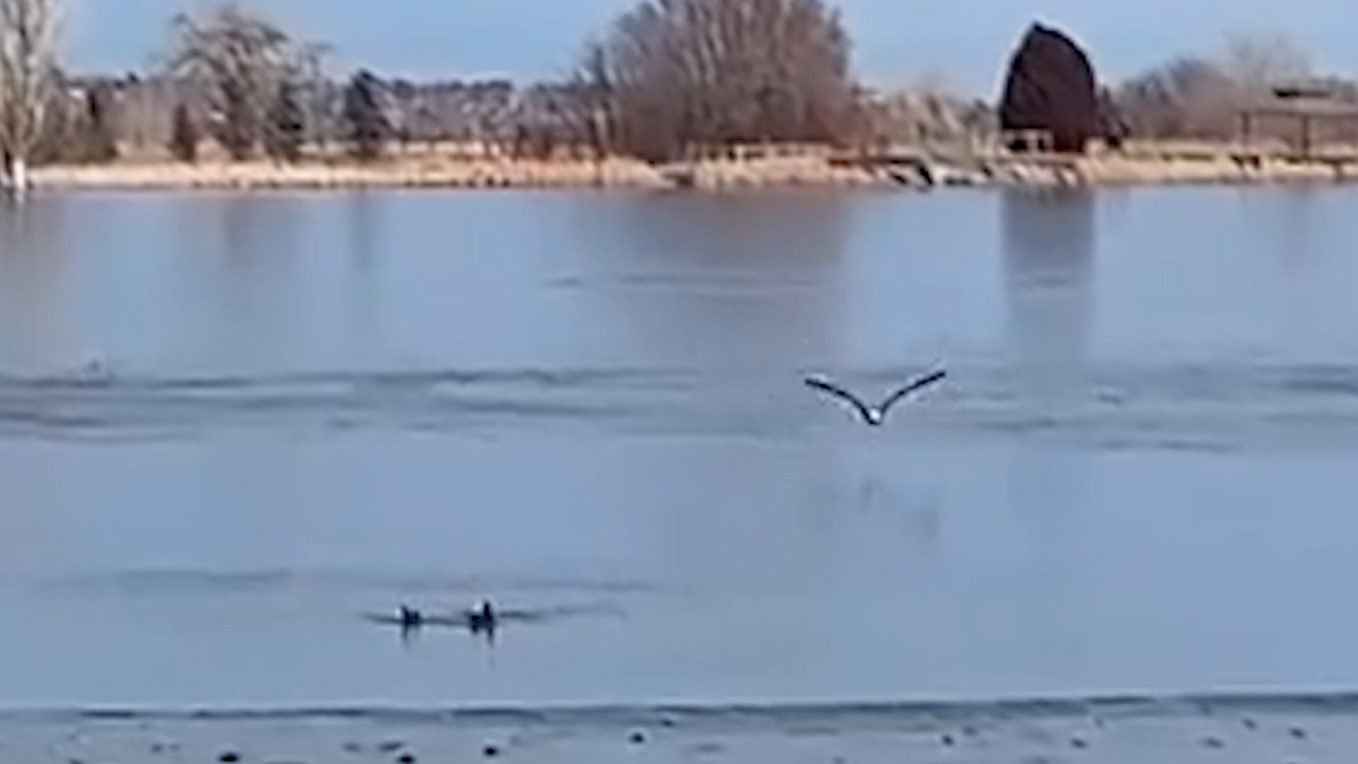Ducks Avoid Bald Eagle Attack in Colorado Videos from The Weather Channel