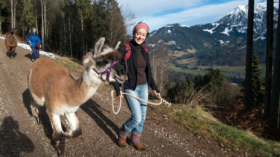 Llama Trekking Gains Popularity with Tourists (PHOTOS)