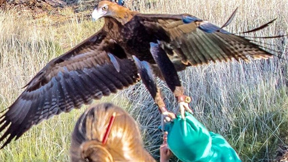 Eagle Tries To Snatch Boy The Weather Channel