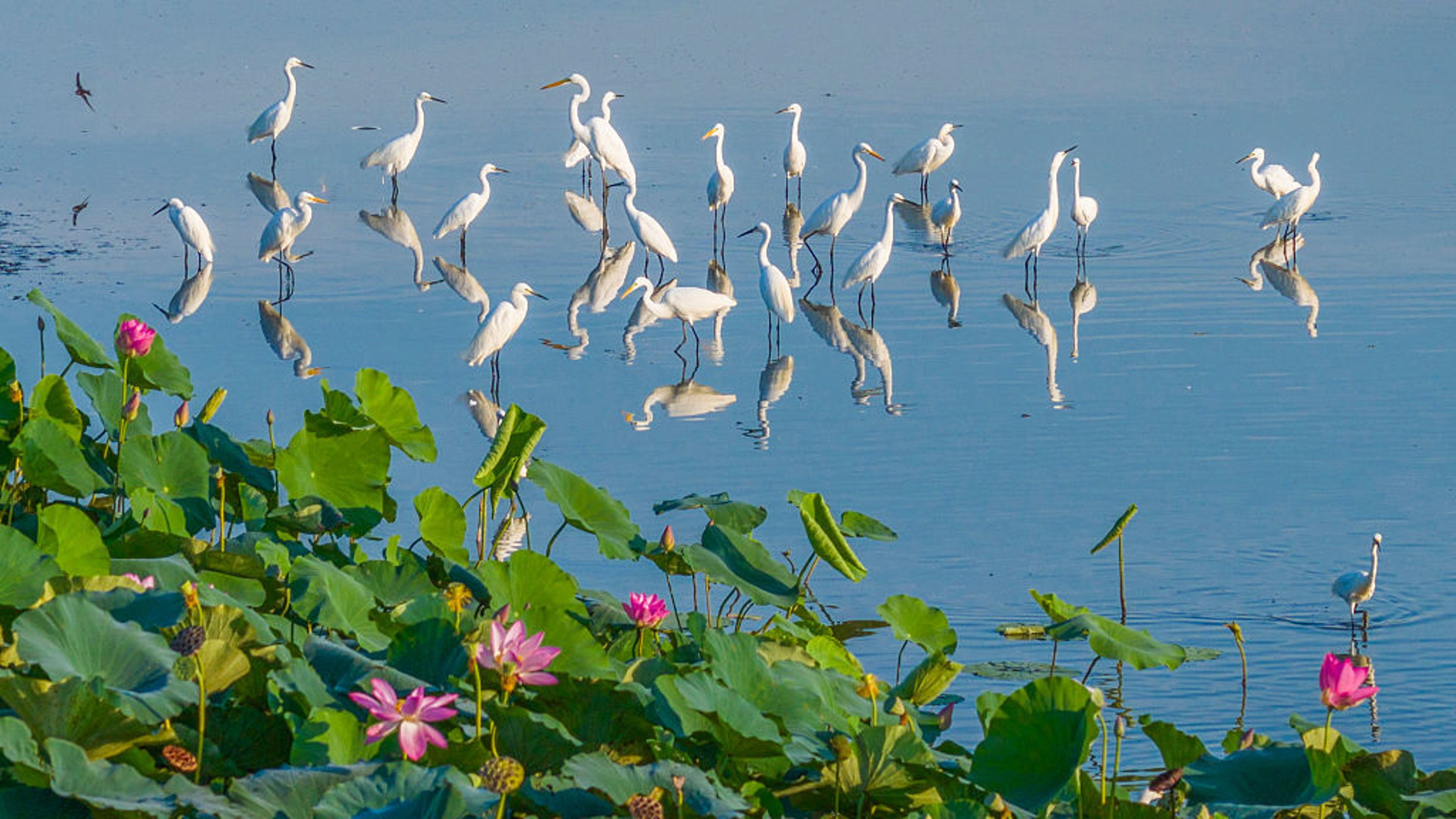 eagrets next to lotus flowers