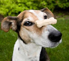 10 Eco-Friendly Dog Treats
