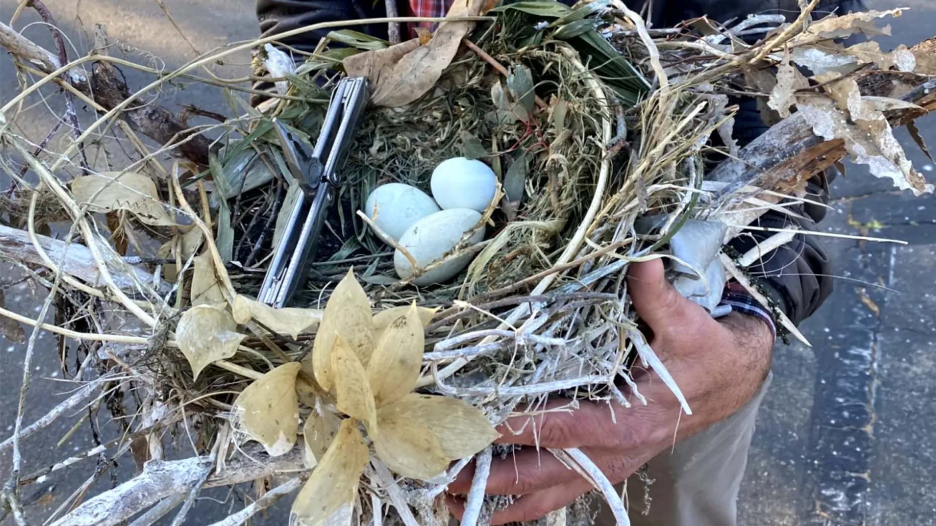 Cormorant Chicks, Eggs Rescued From Falling Tree | Weather.com