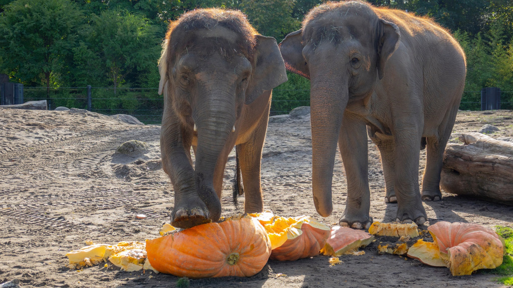 An Elephant Family Smashed Pumpkins At The Oregon Zoo. But This Baby