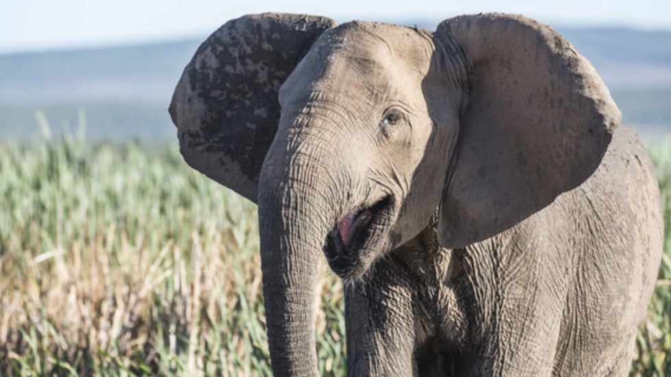 Tragic Reason for Tuskless Elephants Videos from The Weather Channel