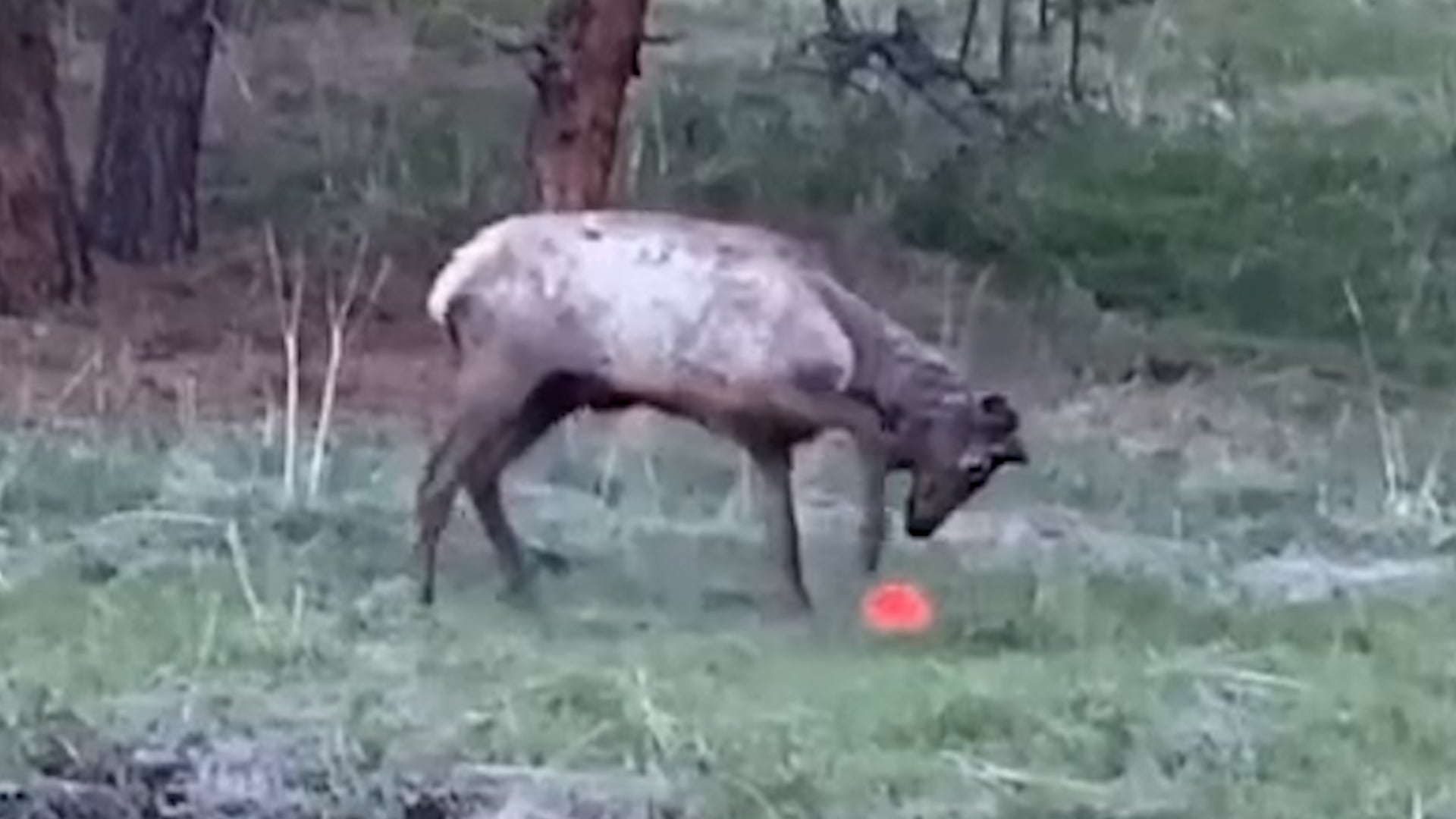 Elk Shows Off Soccer Moves In Colorado