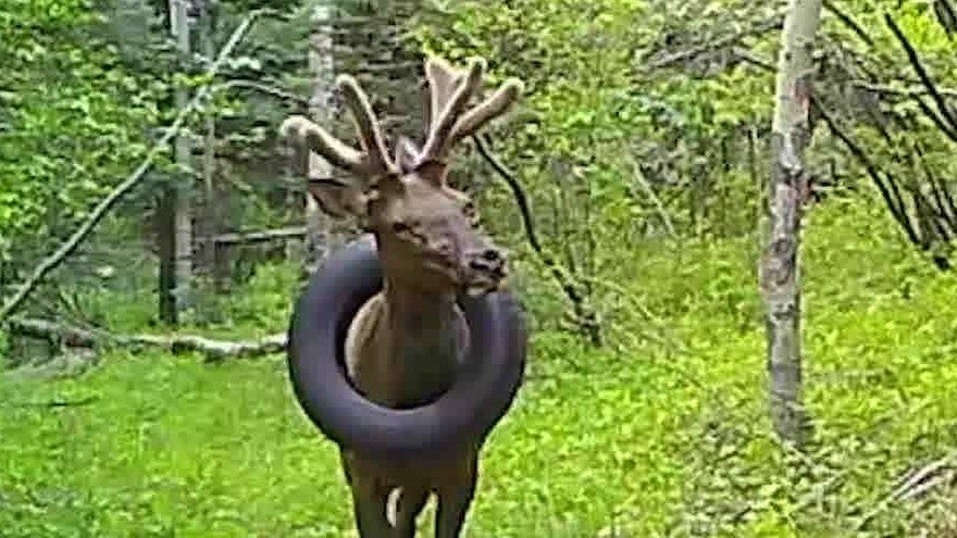 Tire Removed from Elk’s Neck After 2 Years Videos from The Weather