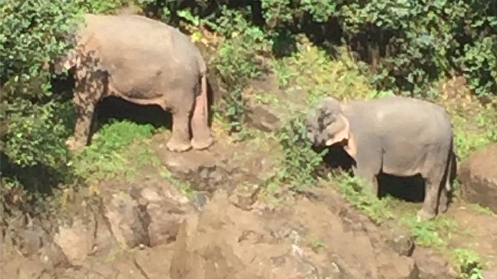 Six Elephants Die in Thailand After Calf Slips, Falls Down Waterfall