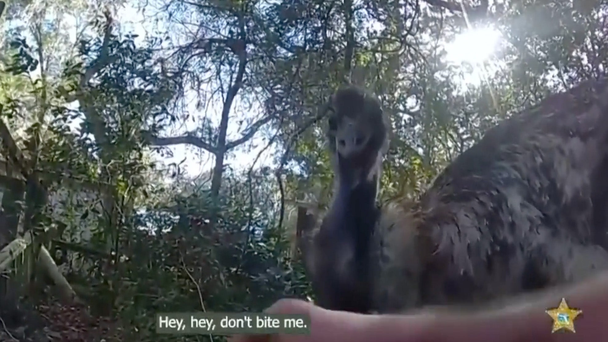 Florida Deputy Captures Runaway Emu And Returns The Large, Flightless ...