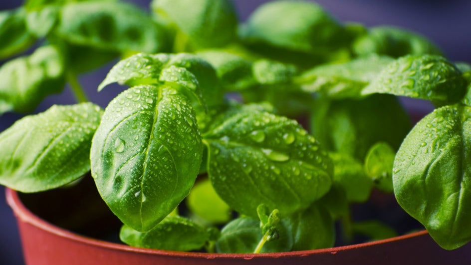 Cool Off With A Basil On The Baseline Cocktail