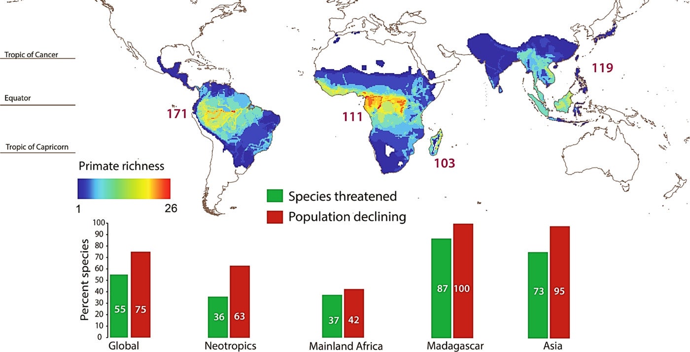 Study: More Than Half of World's Primates Close to Extinction | The ...