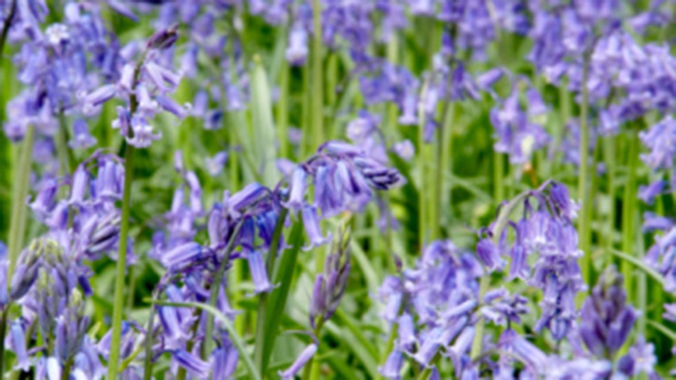 Famous Aphrodisiacs from the Plant World | The Weather Channel