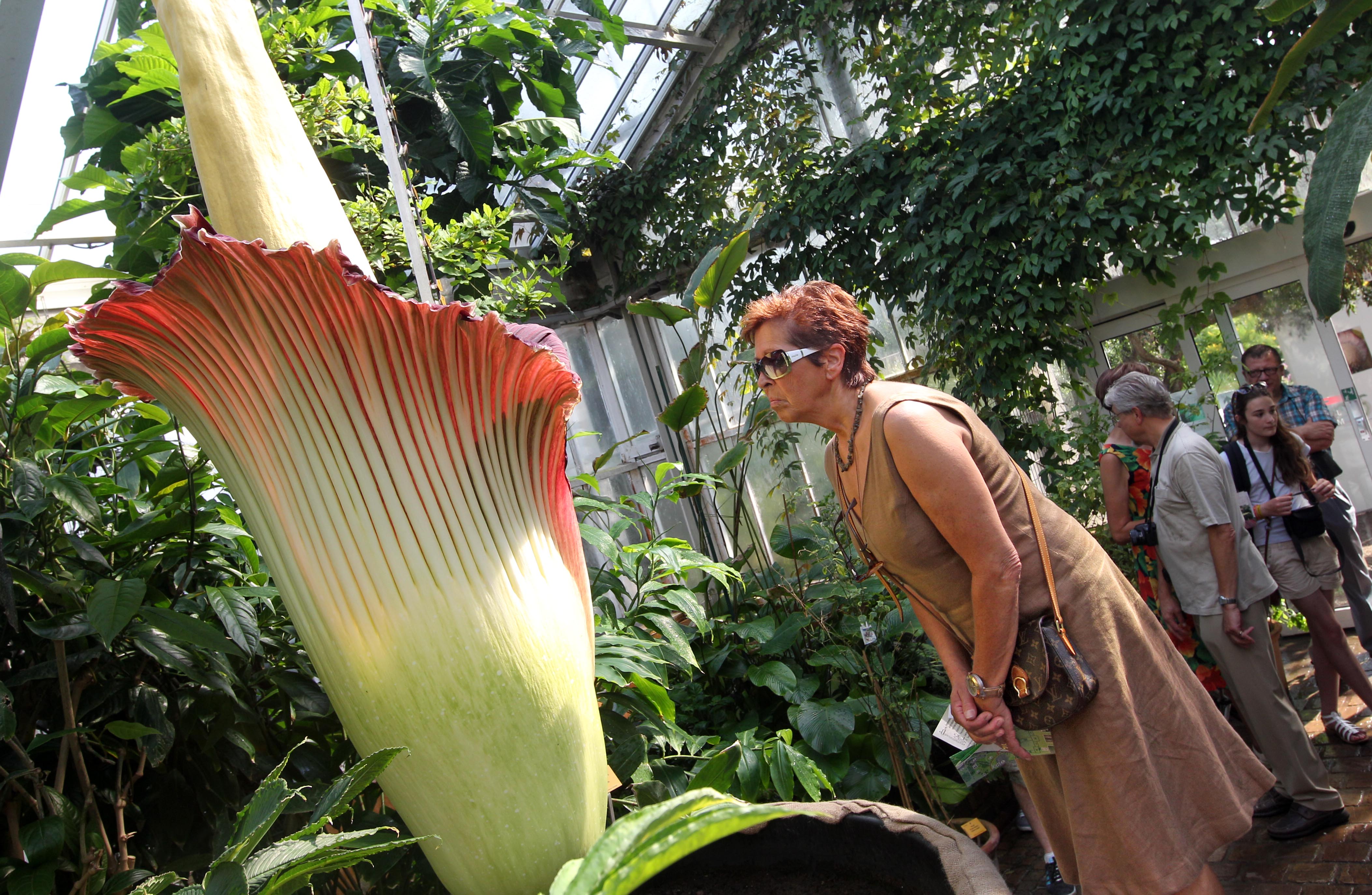 Stinky Plant Draws Crowds (PHOTOS)