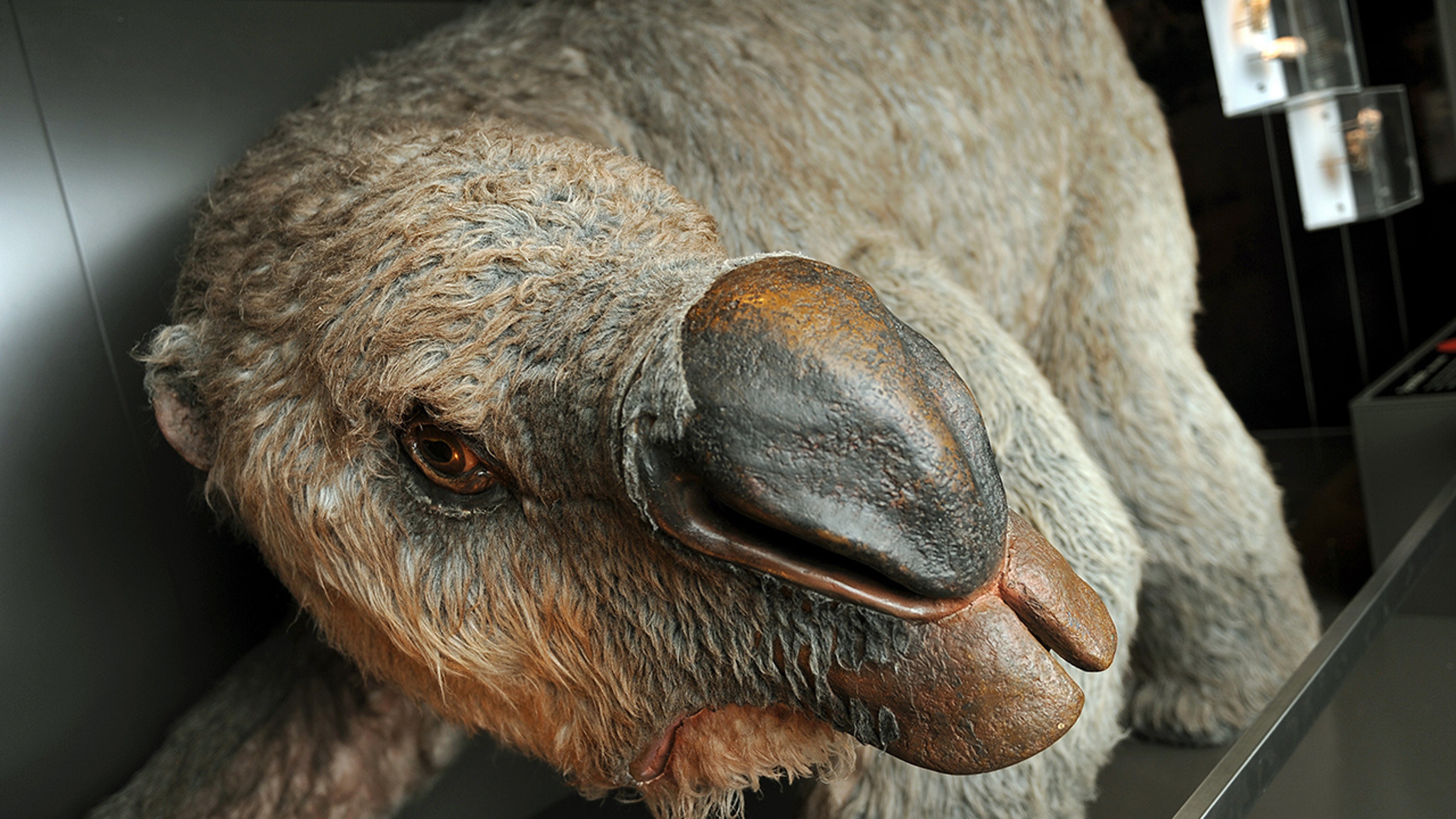 Ice Age Extinction Caused by Humans | The Weather Channel, image size:3840x2160