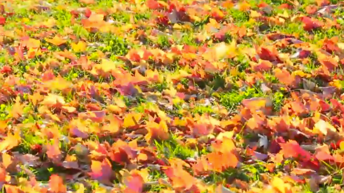 Why do leaves fall in autumn the weather channel