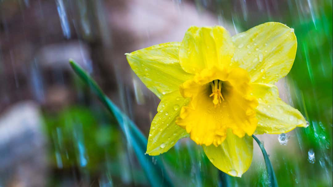 False Spring Poem Weather Words: False Spring | Weather.com