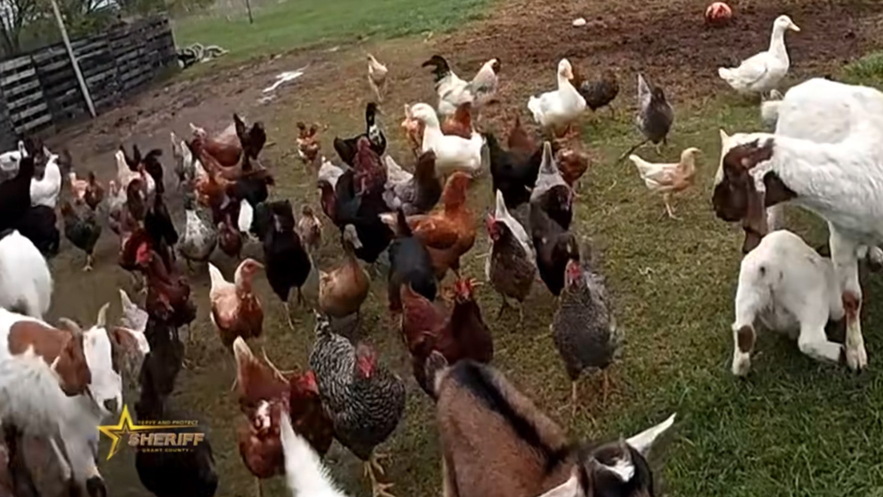 farm animals