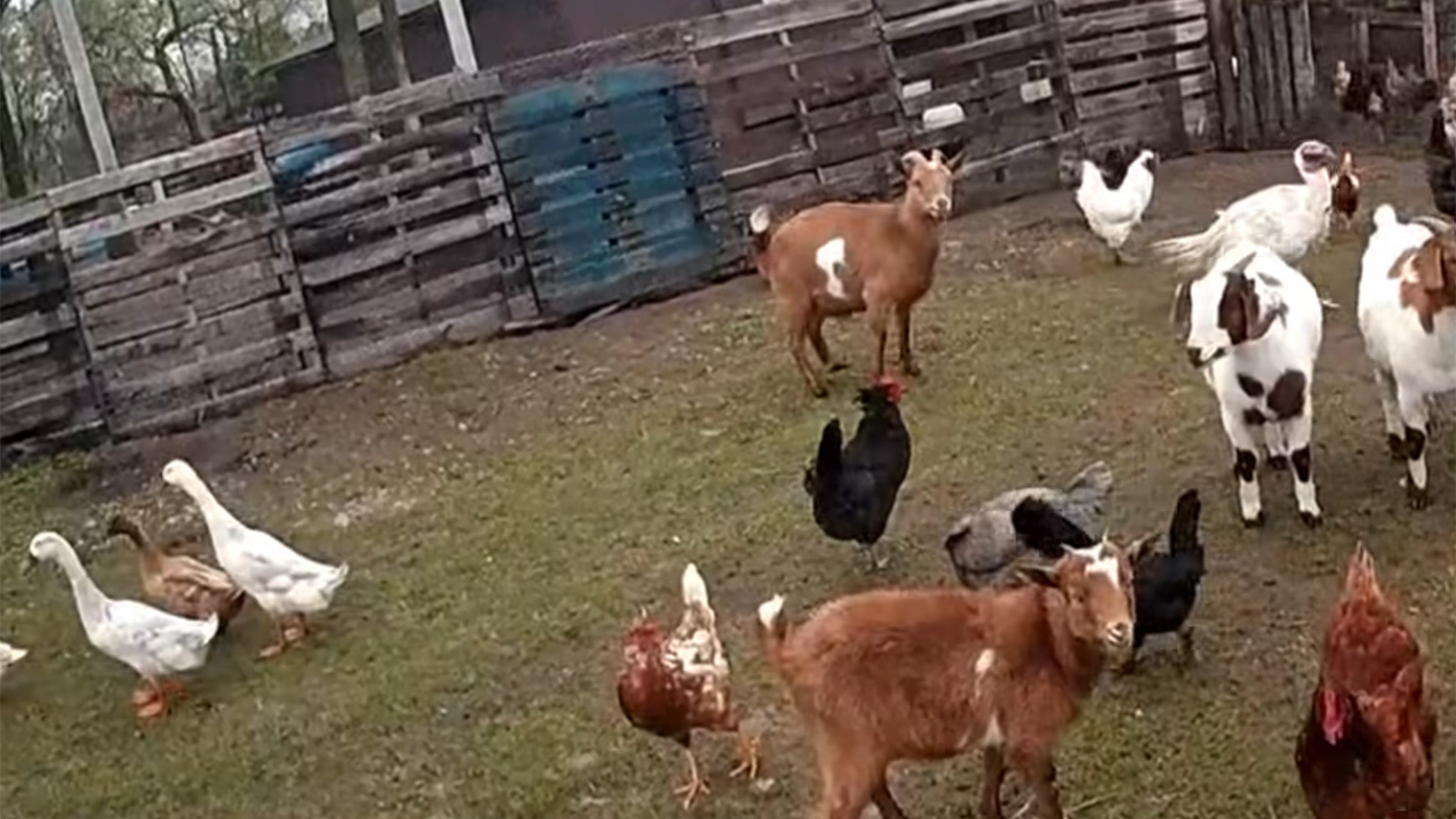Deputy Expects One Stray Animal, Finds Entire Farm On The Loose