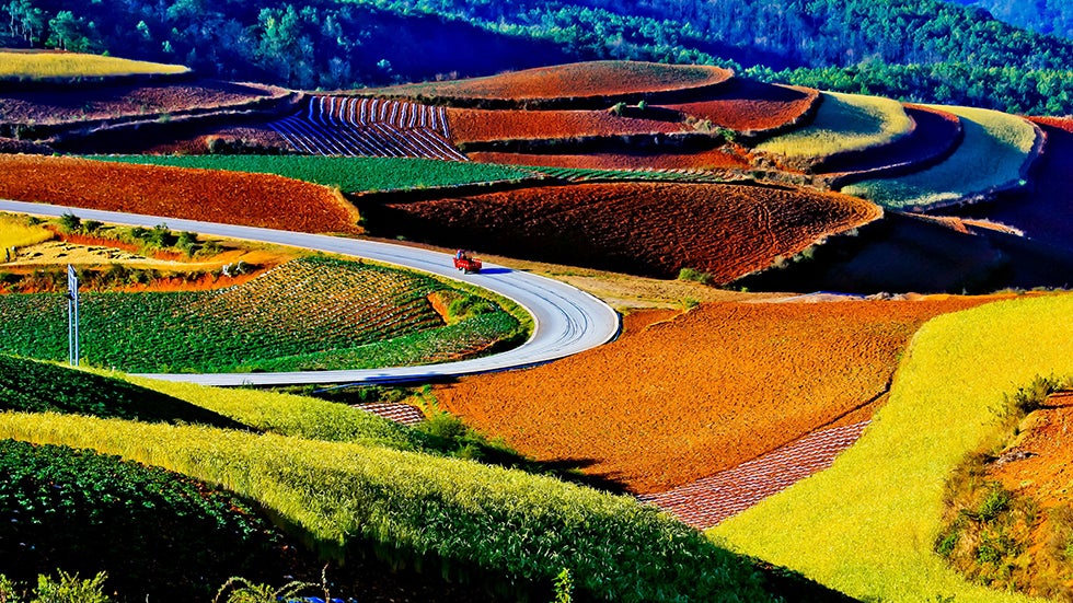 Zhang Ning's Stunning Photos of China's Swirling, Vibrant Fields Are Almost Unreal