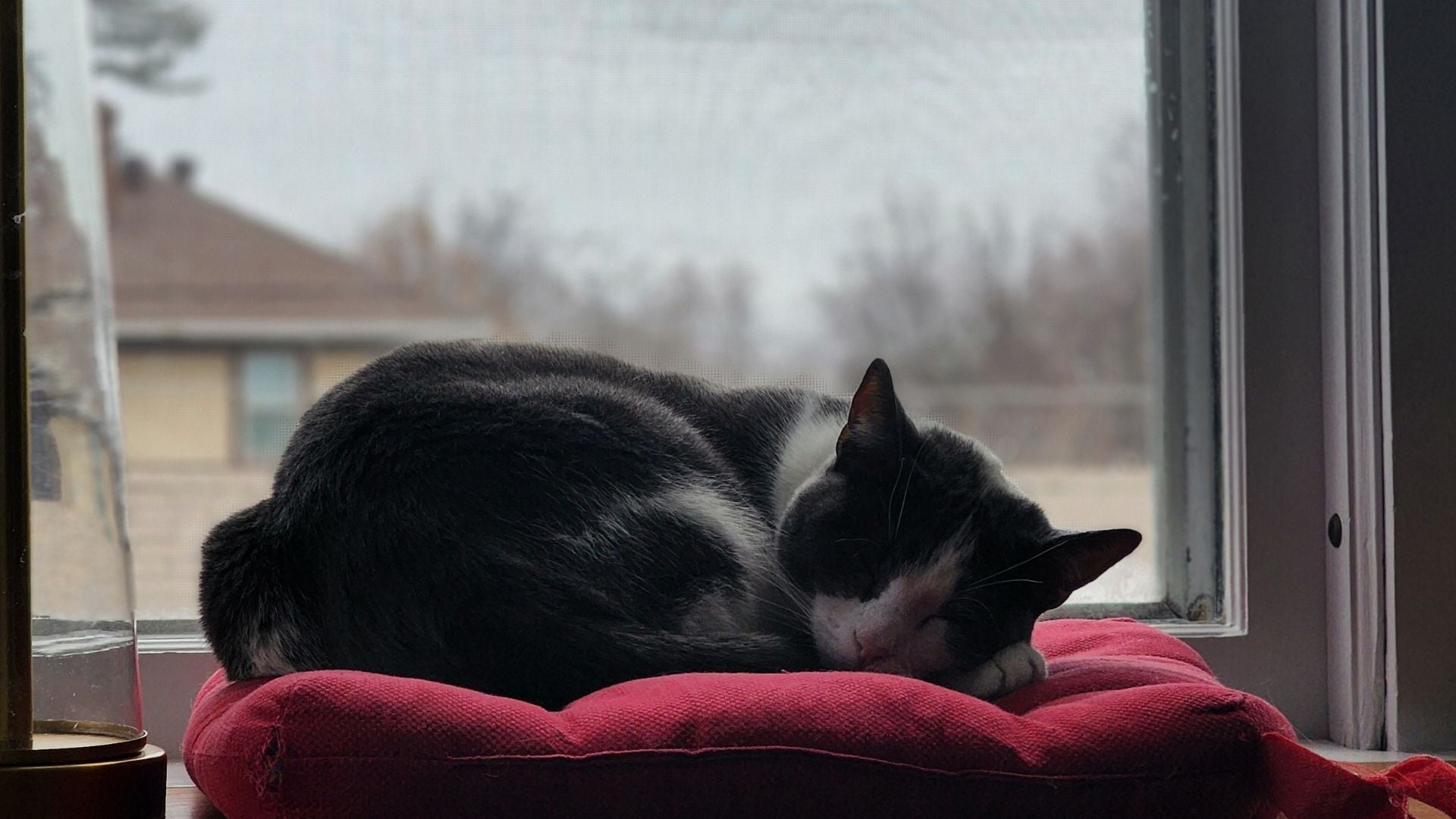 Weather Buddies: 'Feta'