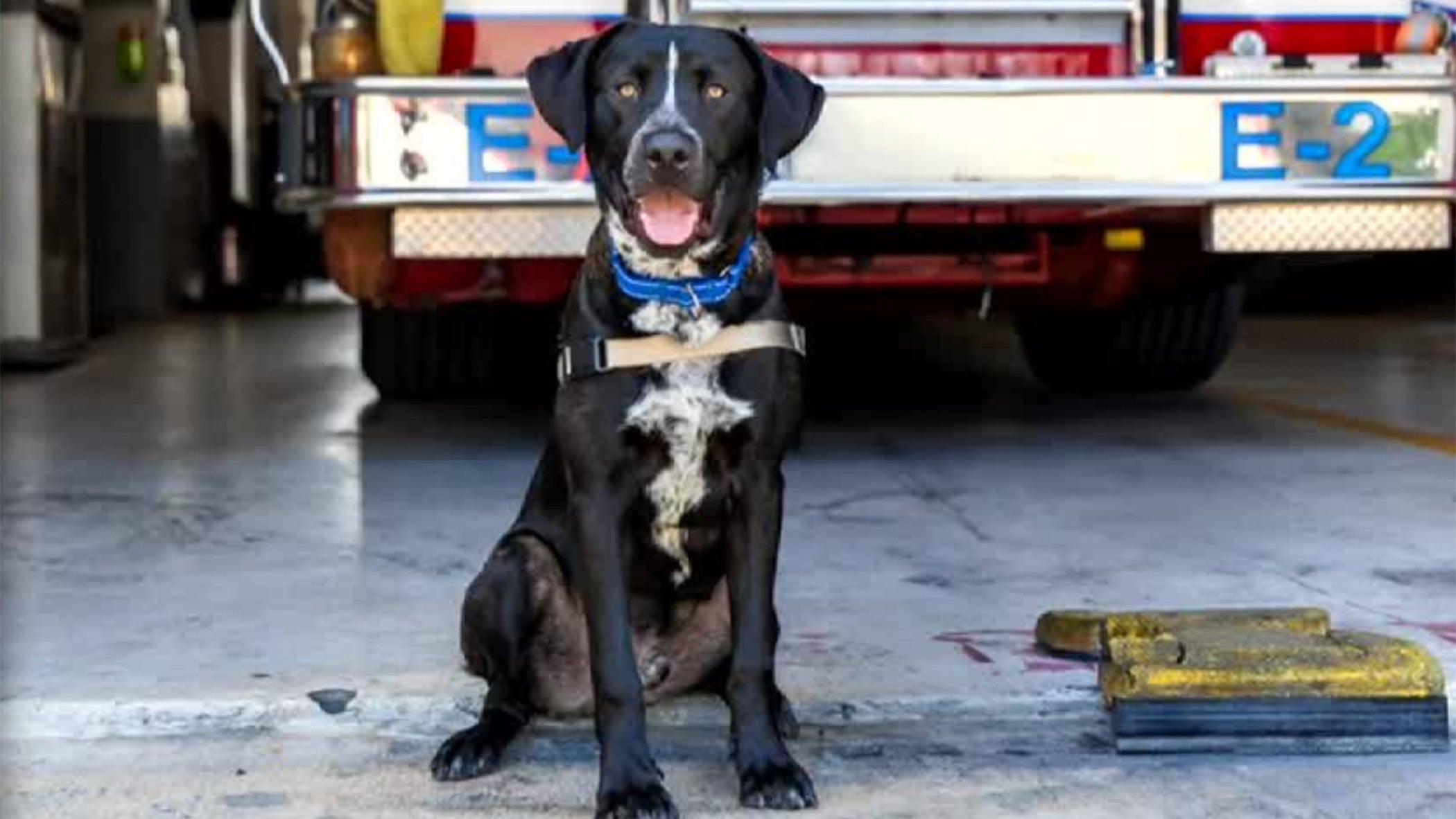 Miami Beach Fire Department Welcomes 4-Legged Friend To Support Crew's Mental Health