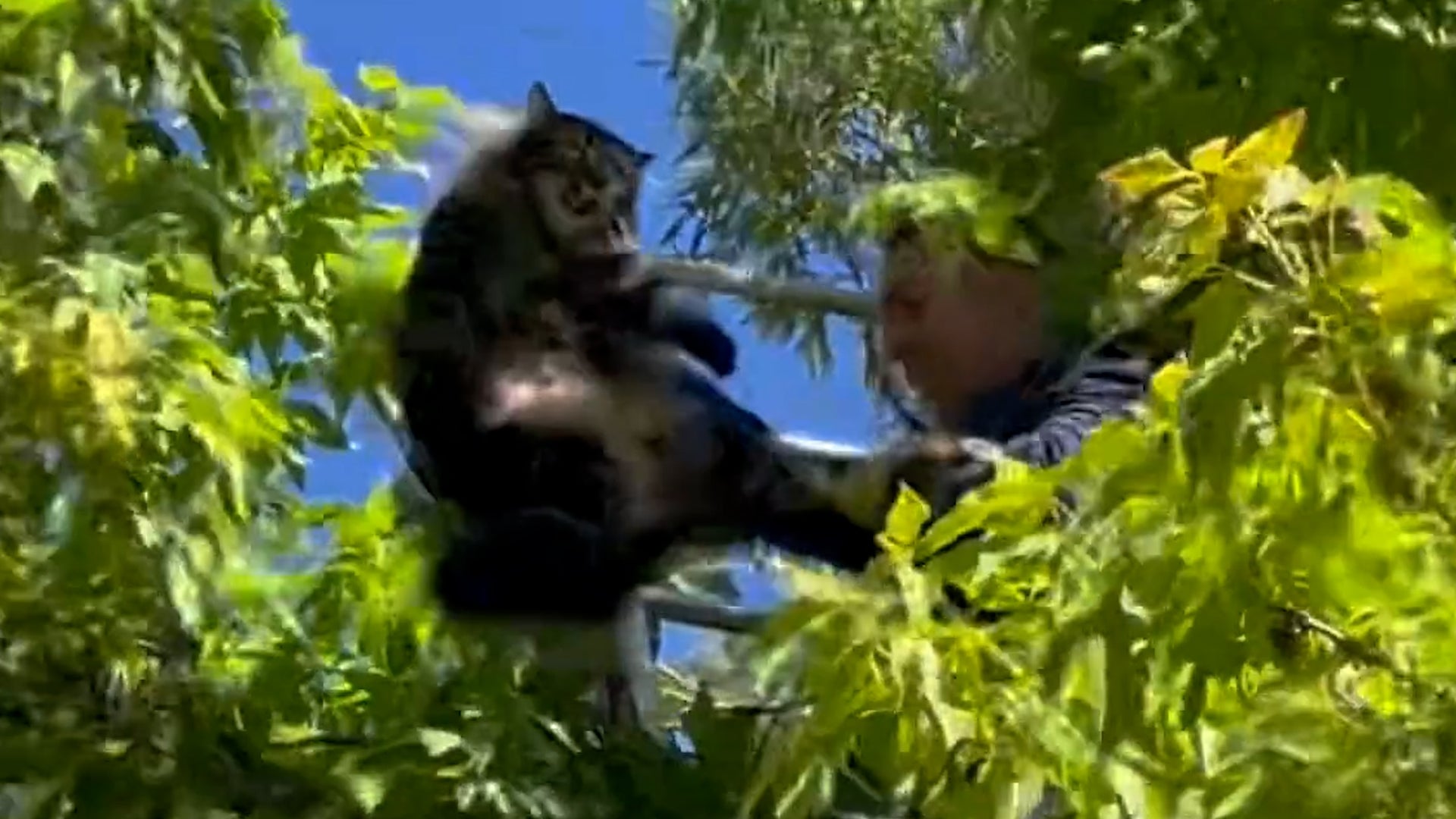 Firefighters Rescue Cat From Tree In Colorado Park