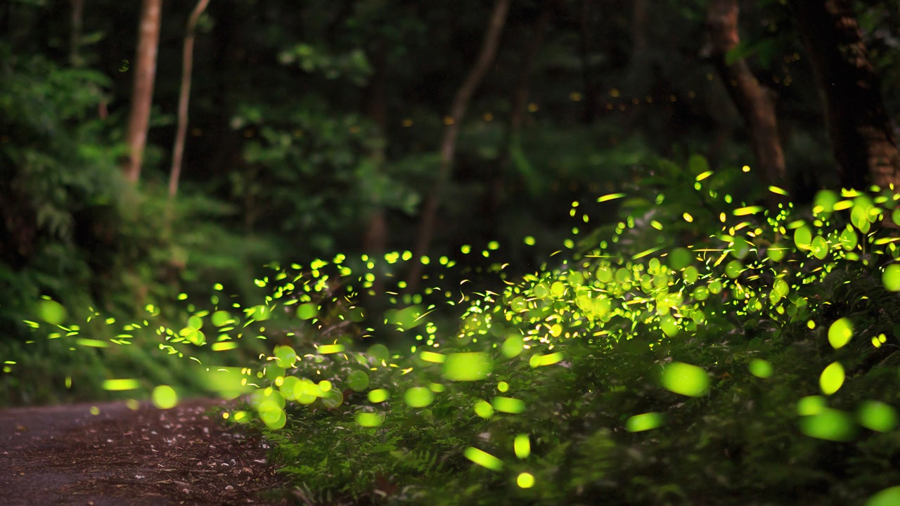 Act Fast To See Synchronous Fireflies At Congaree And Great Smoky Mountains National Parks