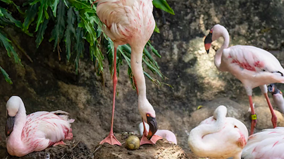 Disney Animal Kingdom Flamingo Chick Born In Nest Made From Baseball
