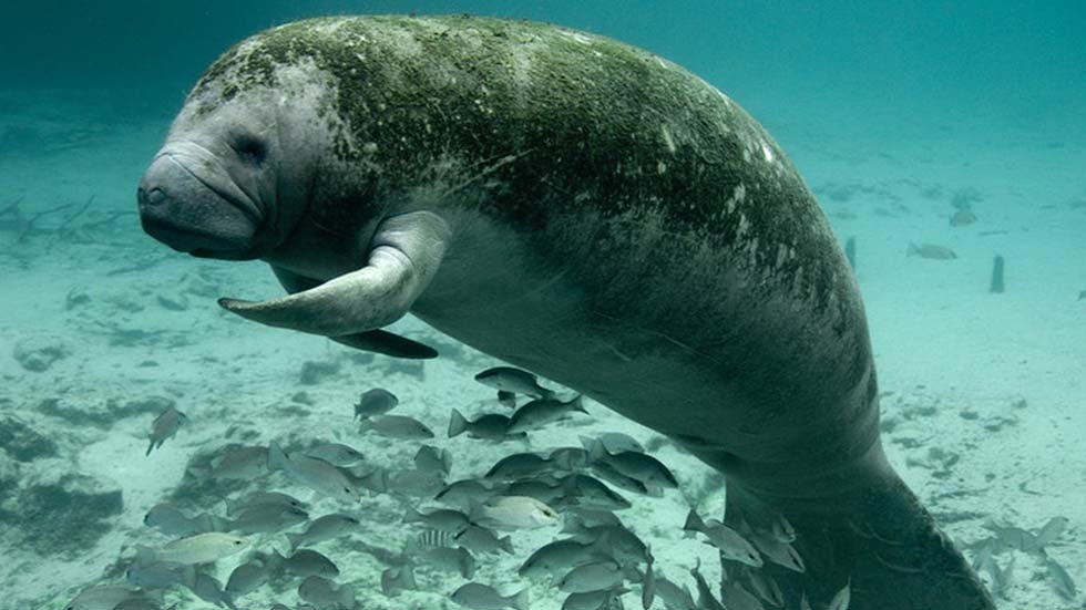 100-Plus Manatees Killed in Florida Watercraft Incidents in 2019 100-Plus Manatees Killed in Florida Watercraft Incidents in 2019
