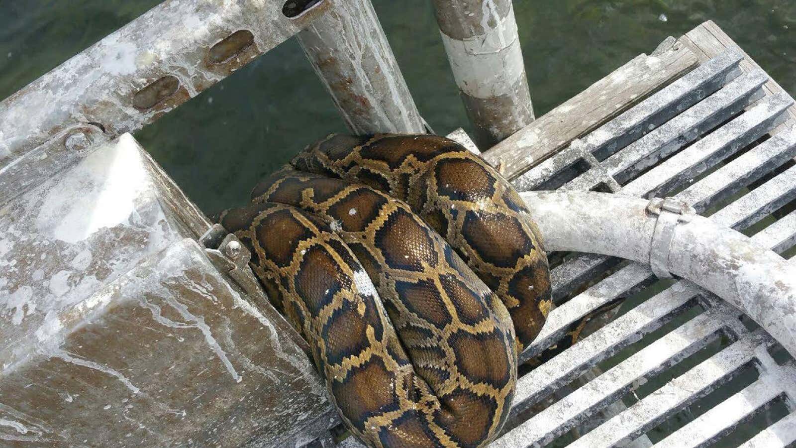 9ft Python 9-Foot Python Found in Florida National Park for First Time | The ...