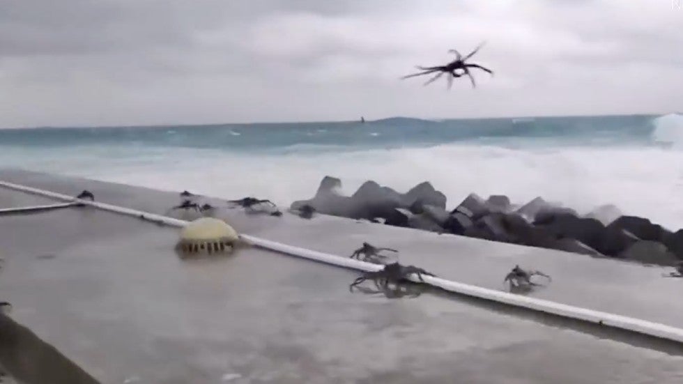 Watch Typhoon Makes Crabs Fly Videos from The Weather Channel