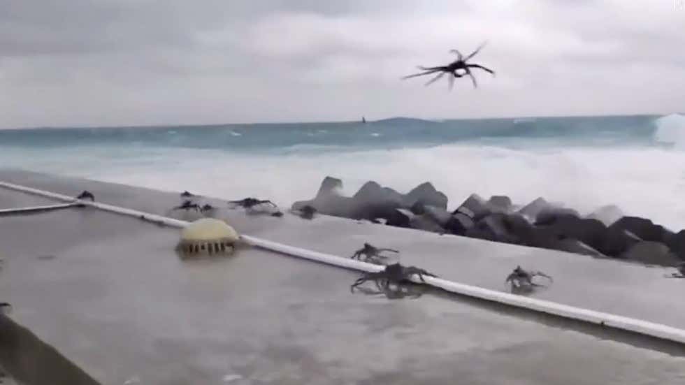 Watch Typhoon Makes Crabs Fly Videos from The Weather Channel