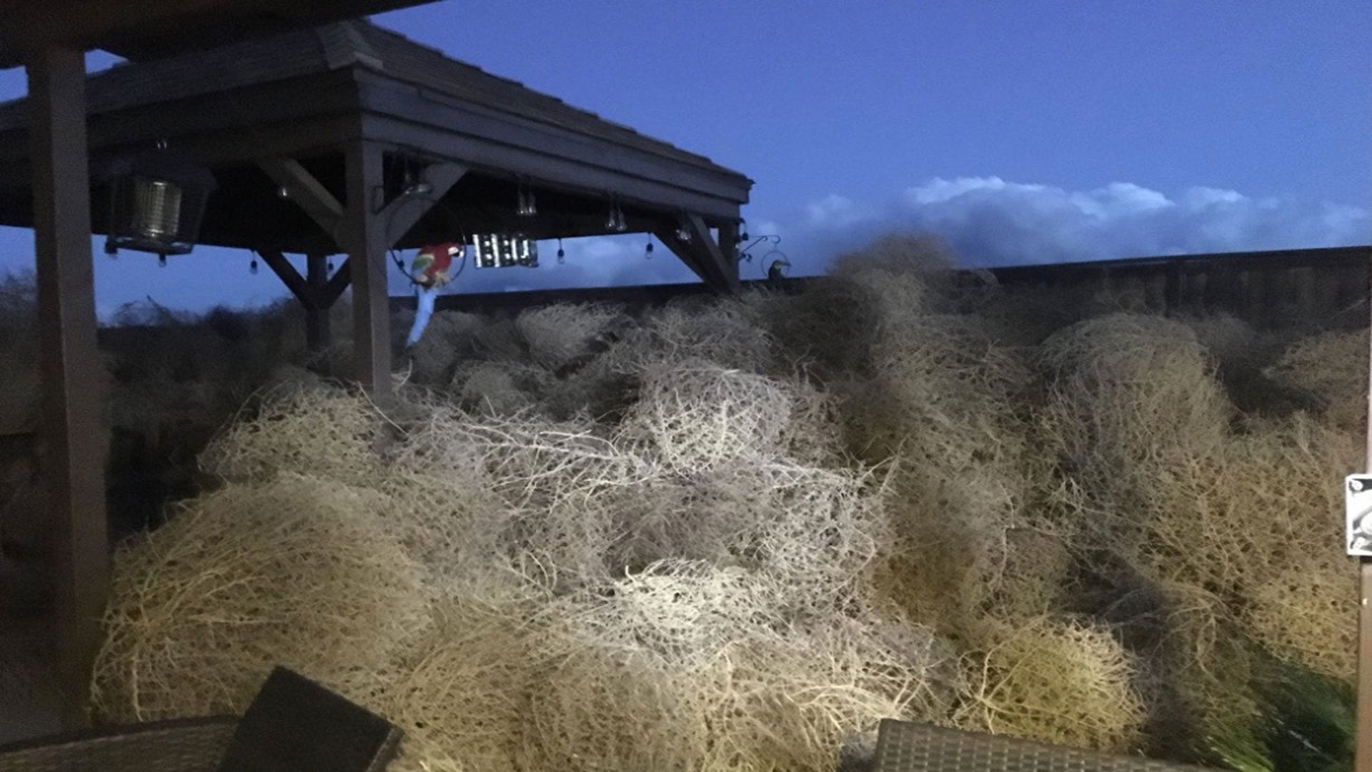 Des buissons virevoltants paralysent une ville en Californie The