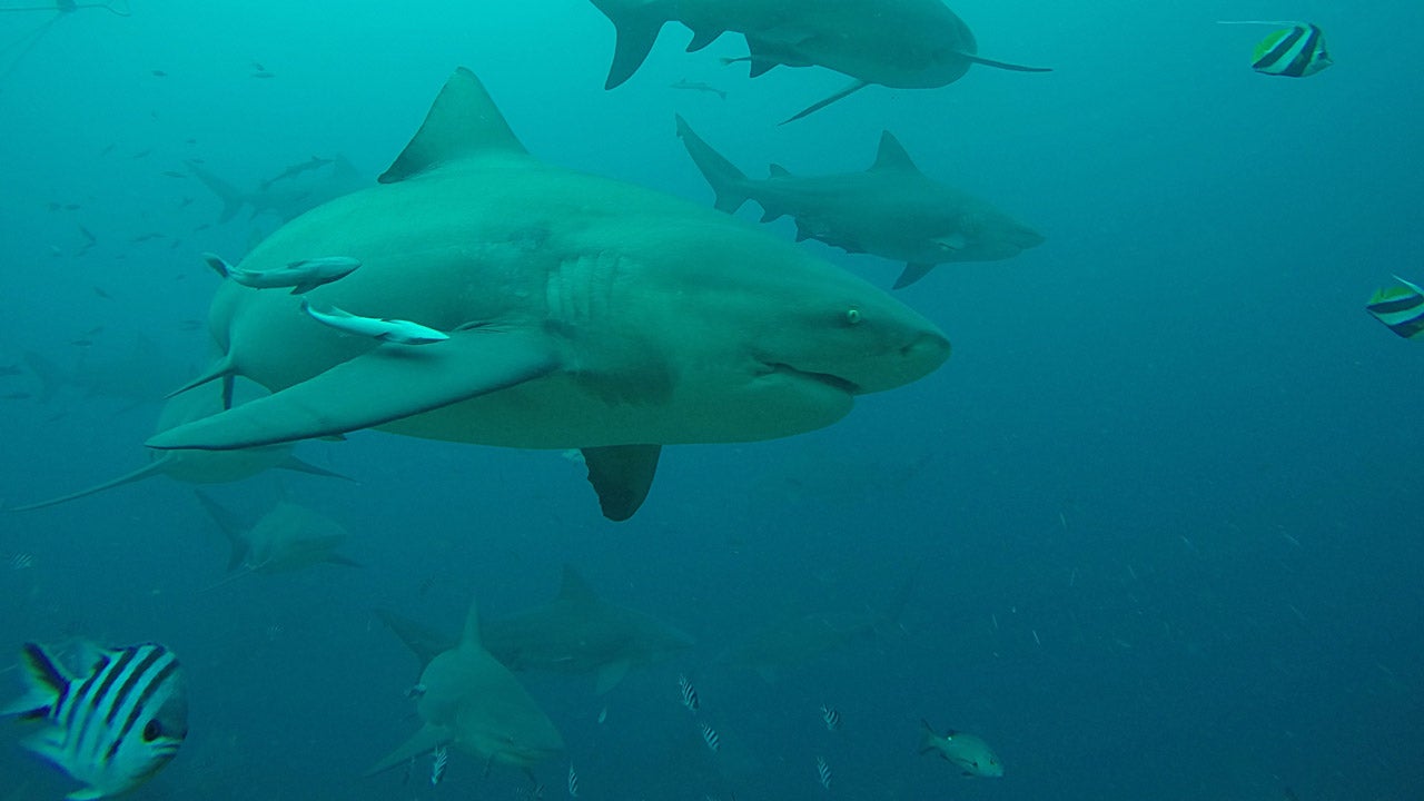 La Réunion alerte aux requins sur le littoral de l’île The Weather Channel