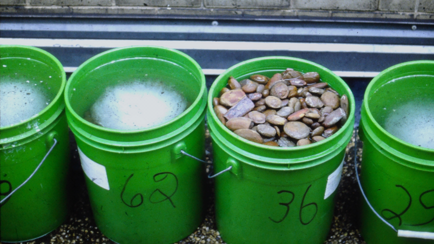 Researches used freeze-thaw cycles to split open the ironstone concretions encasing fossils found at Mazon Creek.