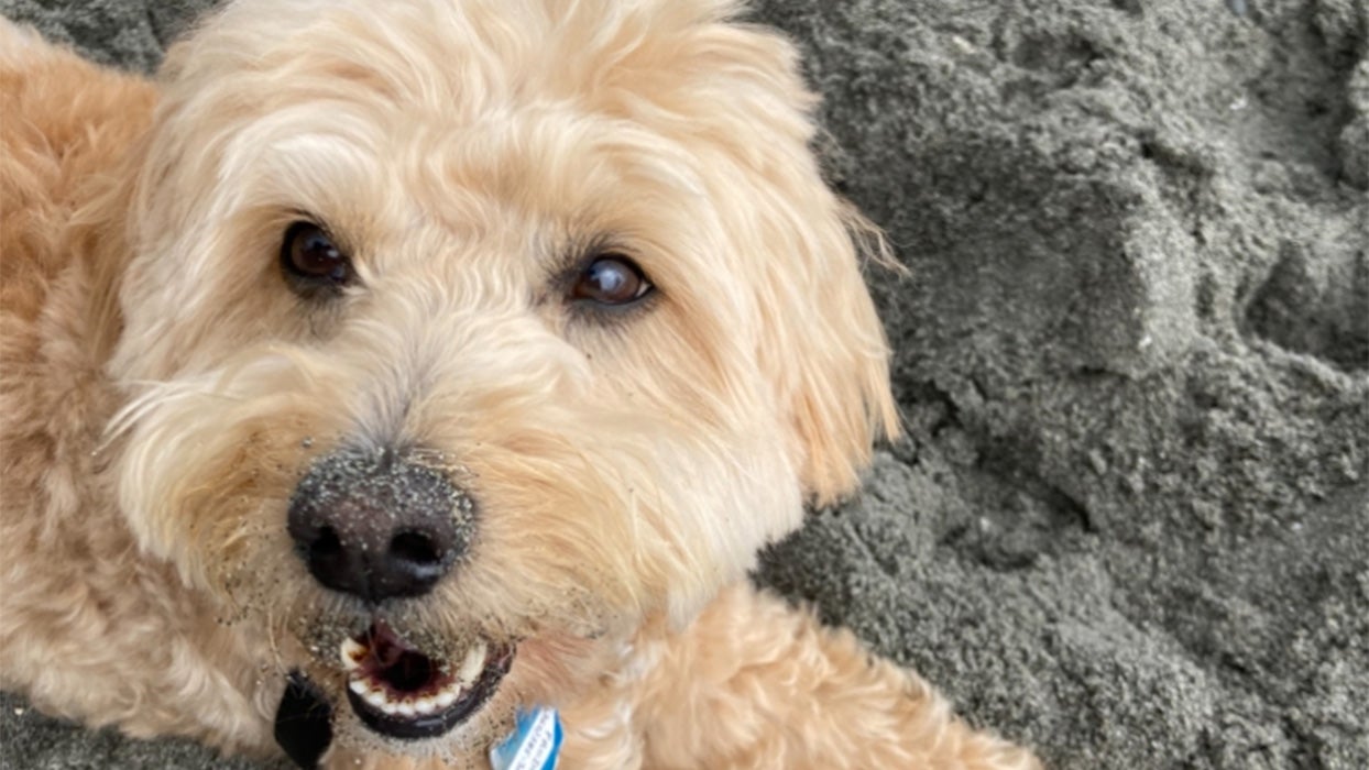 Weather Buddies: 'Frodo'