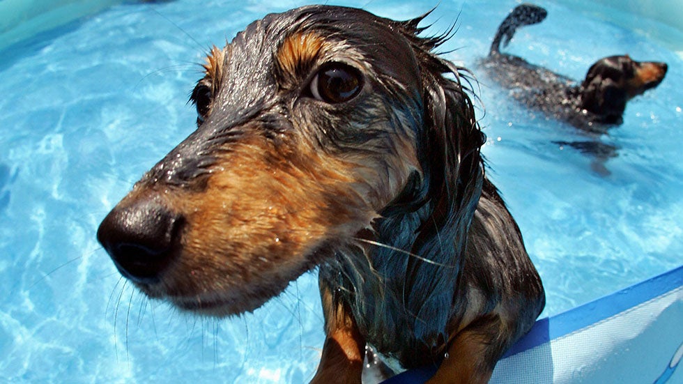 Most Popular Dog in America is...