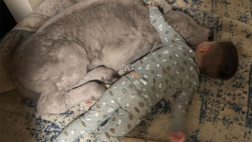 a frozen calf inside