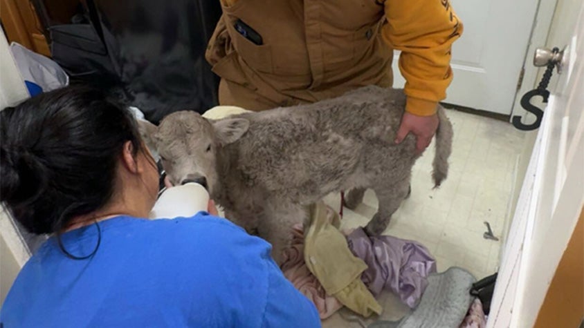 a frozen calf inside