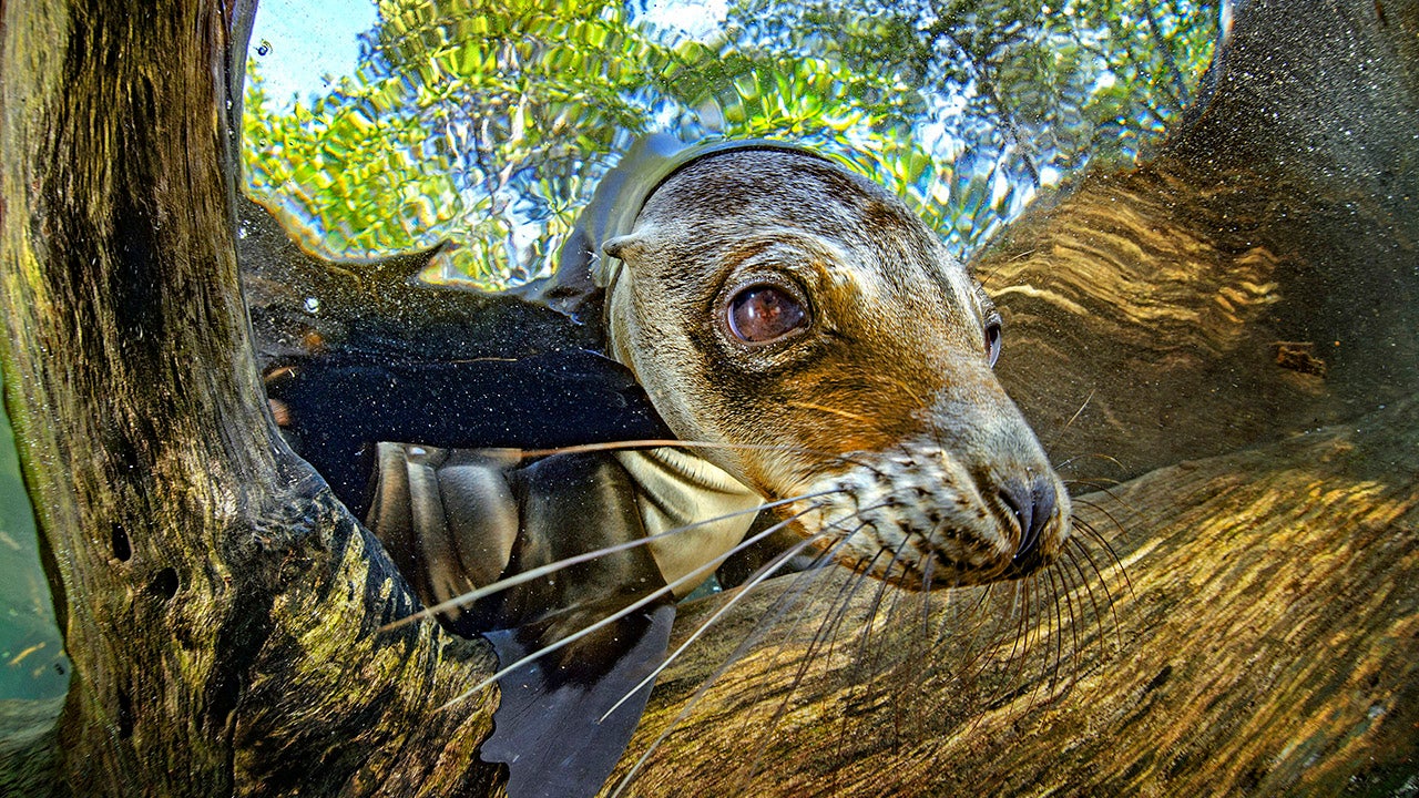Photographer Captures Stunning Underwater Life in the Galapagos (PHOTOS)