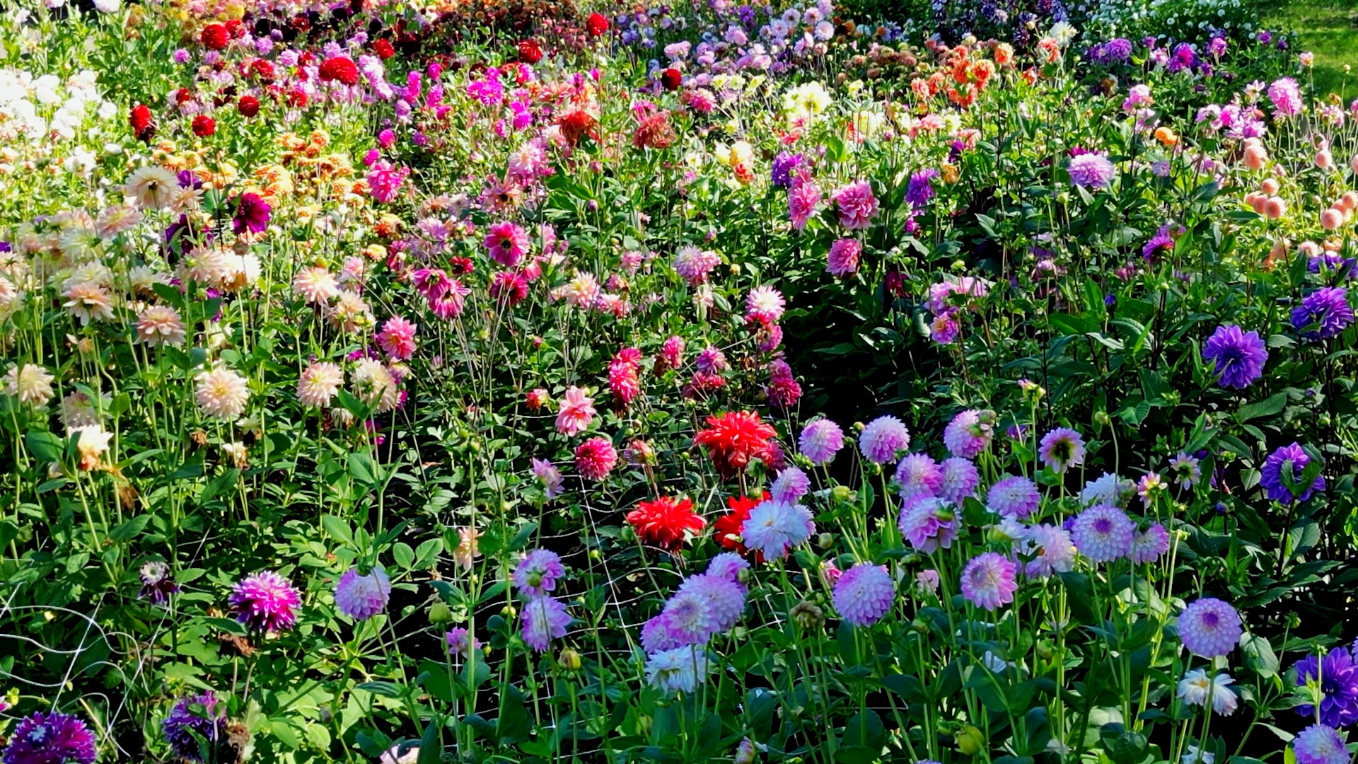 How To Beat The Summer Heat And Make Your Garden Thrive