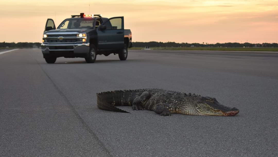 Gator Wanders on to Air Force Base Runway in Latest Incident of Animals vs. Planes Gator Wanders on to Air Force Base Runway in Latest Incident of Animals vs. Planes