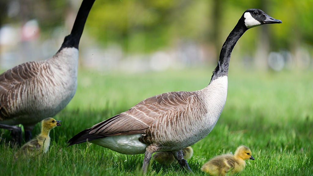 New Goslings Enjoy Toronto Sun | Weather.com