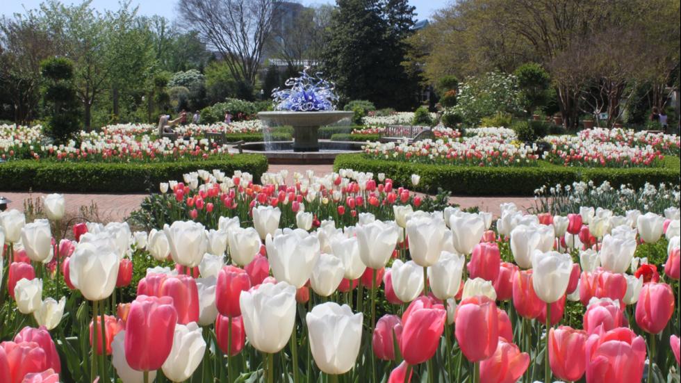 January's Mild Temperatures Gave Spring a False Start in Parts of the South