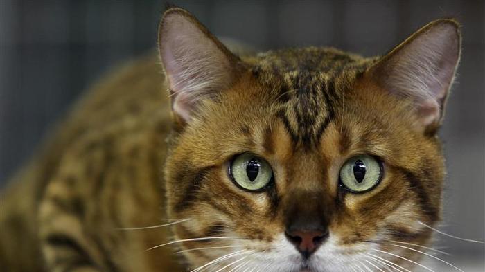 Getting a Cat in Adulthood Ups Allergy Risk